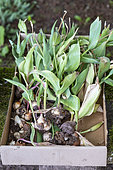 Tulip Bulbs (Tulipa sp) unearthed after flowering for spring storage, Moselle, France
