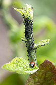 Sevenspotted lady beetle (Coccinella septempunctata) on a foxglove leaf covered with black aphids in spring, Moselle, France