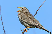 Corn Bunting (Emberiza calandra) adult male singing on a branch on its territory in spring, Finistère, France