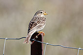 Corn Bunting (Emberiza calandra) adult on a fence observing its territory in spring, Finistère, France