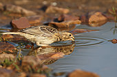 Corn Bunting (Emberiza calandra) adult drinking at the pond mirror effect, Finistère France