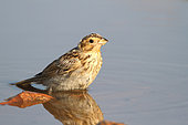 Corn Bunting (Emberiza calandra)adult coming to drink at the pond observing, Finistère, France
