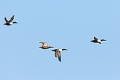 Flying Northern Shoveler (Anas clypeata) 3 males and 1 female on a background of blue sky, Finistère, France