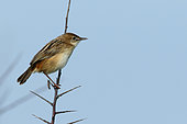 Zitting Cisticola (Cisticola juncidis) perched adult watching over its territory on blue sky background, Finistère, France