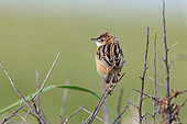 Zitting Cisticola (Cisticola juncidis) perched adult watching over its territory, Finistère, France