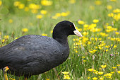 Common Coot (Fulica atra) adult in the butter cups at the edge of a pond, Vendée, France
