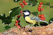 Great tit (Parus major) adult male on a stump in winter holly berry in search of food, Finistère, France