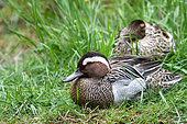 Garganey (Anas querquedula) resting couple lying on the edge of a pond, Finistère, France