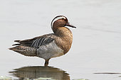 Garganey (Anas querquedula) adult male standing on the edge of a pond observing its territory, Finistère, France