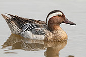 Garganey (Anas querquedula) adult male swimming observing its territory, Finistère, France