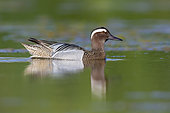 Garganey (Anas querquedula), side view of a drake swimming in a pond, Campania, Italy