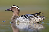 Garganey (Anas querquedula), side view of a drake swimming in a pond, Campania, Italy