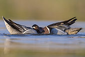 Garganey (Anas querquedula), two males fighting in a pond, Campania, Italy