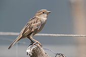 Italian Sparrow (Passer italiae), side view of an adult female perched on a fence post, Italy