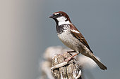 Italian Sparrow (Passer italiae), adult male perched on a fence post