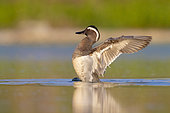 Garganey (Anas querquedula), side view of a drake flapping its wings, Campania, Italy