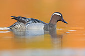 Garganey (Anas querquedula), side view of a drake swimming in a pond at sunset, Campania, Italy