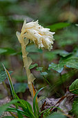 Yellow Bird's-nest (Monotropa hypopitys) in full bloom in a wood, Entre-deux-Mers, Gironde, New Aquitaine, France.