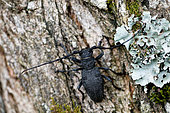 Longhorn Beetle (Morimus asper) on a tree trunk in a hedge, Entre-deux-Mers, Gironde, New Aquitaine, France.