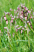 Sérapias à languette (Serapias lingua) dans une prairie herbeuse, Entre-deux-Mers, Nouvelle Aquitaine, France