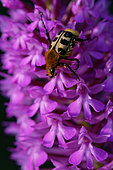 Bee Beetle (Trichius fasciatus) on an Orchid (Anacamptis pyramidalis), Entre-deux-Mers, Gironde, New Aquitaine, France.