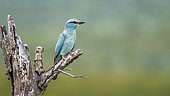 European Roller (Coracias garrulus) isolated in blur background in Kruger National park, South Africa