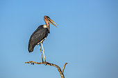 Marabou stork (Leptoptilos crumeniferus) perched isolated in blue sky in Kruger National park, South Africa