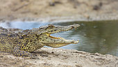 Profile of Nile crocodile (Crocodylus niloticus) mouth open on riverbank in Kruger National park, South Africa