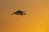 Pied kingfisher (Ceryle rudis) flying on sunset in Kruger National park, South Africa