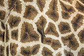 Piqueboeuf à bec rouge (Buphagus erythrorhynchus) sur une Girafe (Giraffa camelopardalis)