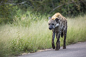 Spotted hyaena (Crocuta crocuta) walking front view on the road in Kruger National park, South Africa