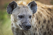 Spotted hyaena (Crocuta crocuta) portrait in Kruger National park, South Africa