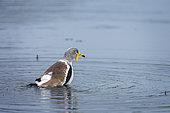 White headed Lapwing (Vanellus albiceps) bathing in Kruger National park, South Africa