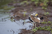 White headed Lapwing (Vanellus albiceps) grooming in Kruger National park, South Africa