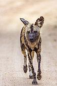 African wild dog (Lycaon pictus) moving on gravel road in Kruger National park, South Africa