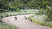 Small group of African wild dog (Lycaon pictus) moving on gravel road in Kruger National park, South Africa