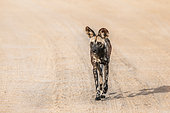 African wild dog (Lycaon pictus) moving on gravel road in Kruger National park, South Africa