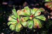 Floating sundew (Drosera admirabilis)
