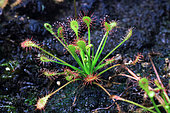 Long-leaved Sundew (Drosera intermedia), Haut-Rhin, Alsace, France