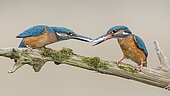 Common kingfisher (Alcedo atthis), couple giving the fish as a bridal gift, Biosphere Reserve Mittelelbe, Saxony-Anhalt, Germany, Europe