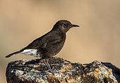 Black wheatear (Oenanthe leucura) perched on a stone, Spain