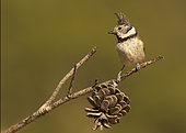 Crested tit (Lophophanes cristatus) perched on a branch, Spain