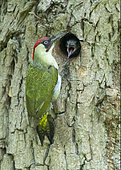 Green woodpecker (Picus viridis) feeding young, England