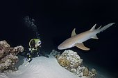 Female scuba diver looks at shark in the night, Tawny nurse shark (Nebrius ferrugineus), Indian Ocean, Maldives, Asia