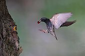 European starling (Sturnus vulgaris), old bird with cherry in its beak approaching the nesting cave in the tree, young bird looking out with open beak, North Rhine-Westphalia, Germany, Europe