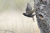 European Starling (Sturnus vulgaris), Old bird flies out of the nesting cave in the tree, Tyrol, Austria, Europe