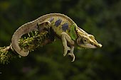 Malthe's chameleon (Calumma malthe), male on branch, rainforest, eastern Madagascar, Madagascar, Africa