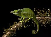 Petter's chameleon (Furcifer petteri) on branch, rainforest, Madagascar, Africa