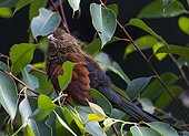 Malagasy coucal (Centropus toulou) in the tree, rainforest Andsibe, Madagascar, Africa