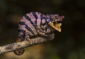 Rhinoceros chameleon (Furcifer rhinoceratus), female, dry forest, western Madagascar, Madagascar, Africa